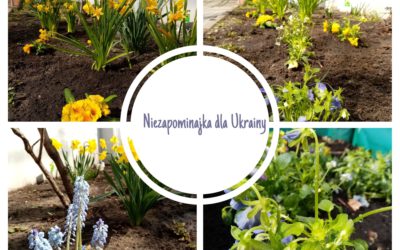 Udział w akcji społecznej: „Niezapominajka dla Ukrainy”